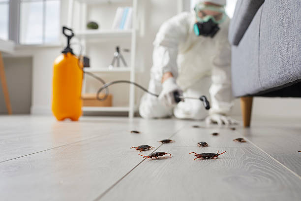 Post-Treatment Bed Bug Interceptor Monitoring in Pauls Valley